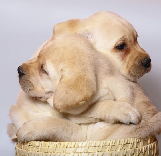 Hình ảnh hai chú chó ôm nhau khiến tim bạn tan chảy Báo Dân trí