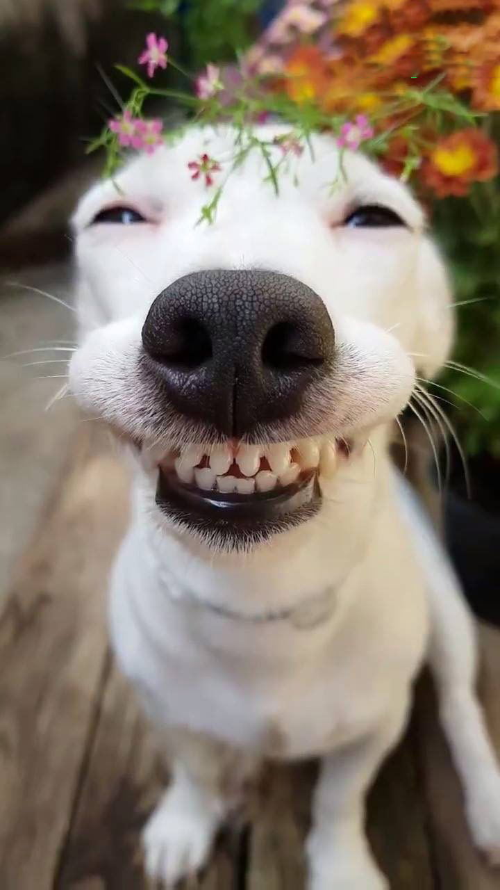 500+ Hình ảnh chó cười nhe răng cute, ngáo và hài hước nhất - Chăm ...