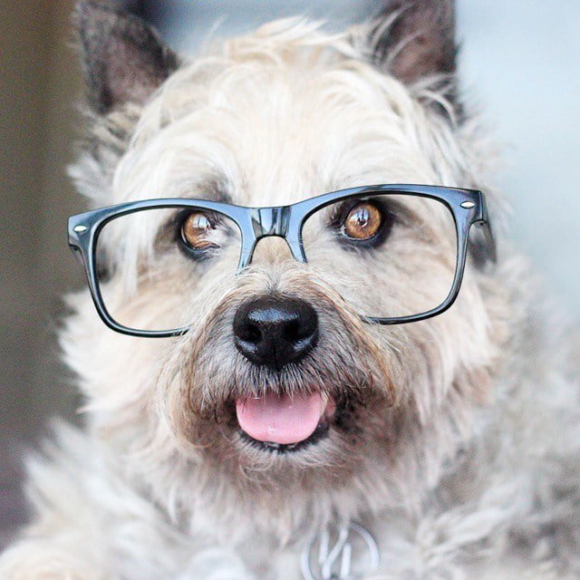 Ảnh chó đeo kính cute dễ thương