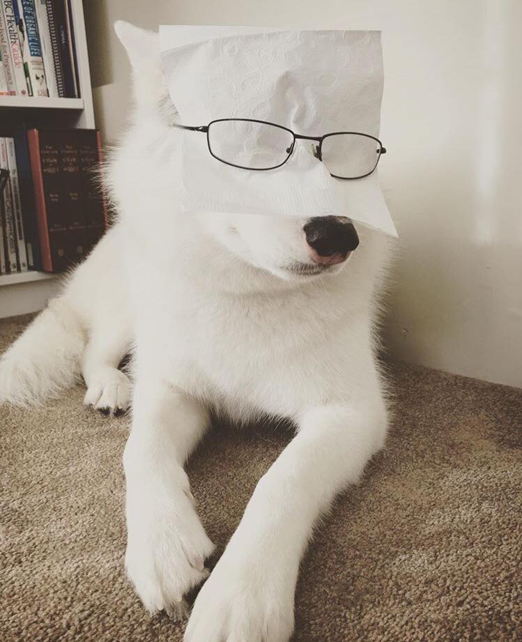 Ảnh chó đeo kính đẹp
