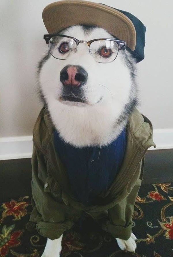 Ảnh chó đeo kính đôi mũ