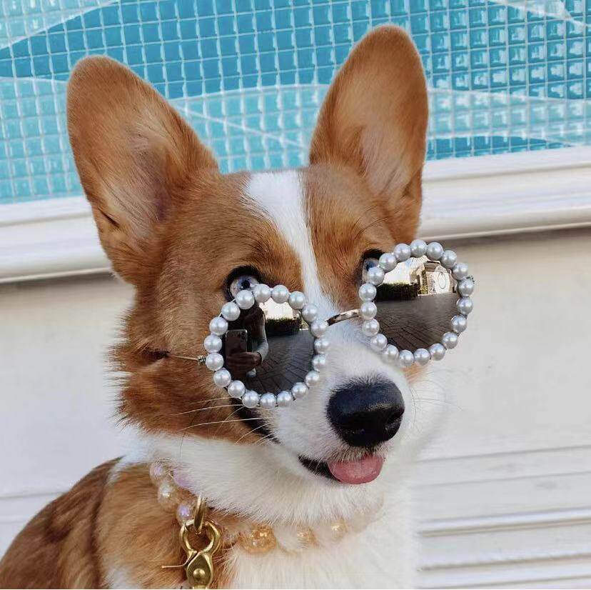 Ảnh chó đeo kính sành điệu