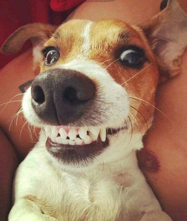 500+ Hình ảnh chó cười nhe răng cute, ngáo và hài hước nhất - Chăm Sóc Thú Cưng