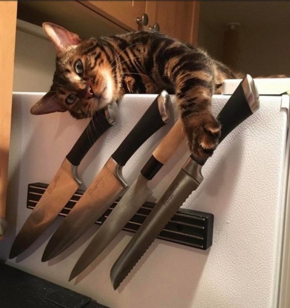 Ảnh mèo cầm dao siêu hài