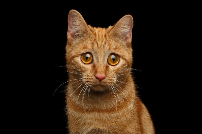 Ginger cat on Isolated Black background