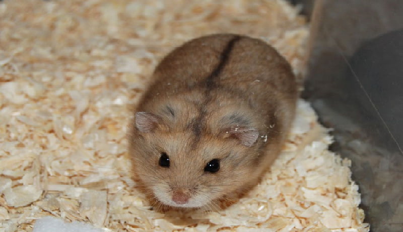 Hamster Campbell