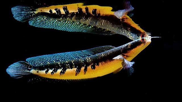 Cá lóc vảy rồng, loài cá uy nghi đang dần soán vị trí loài cá cảnh đẹp nhất