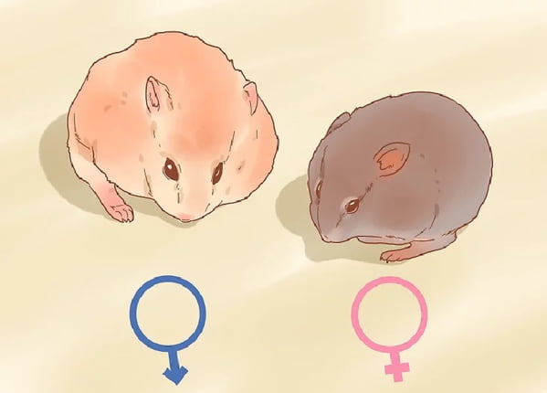 Cách phân biệt Hamster Đực và Cái