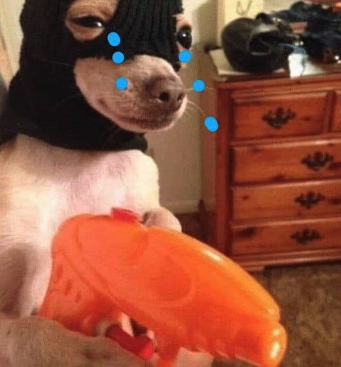 Chó đeo mặt nạ khóc lóc cầm súng nhựa màu cam