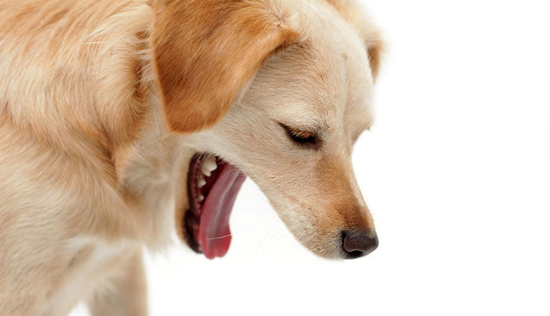 Chó Bị Ho, Chó Bị Ho Khạc - Nguyên nhân, Kinh nghiệm chữa trị