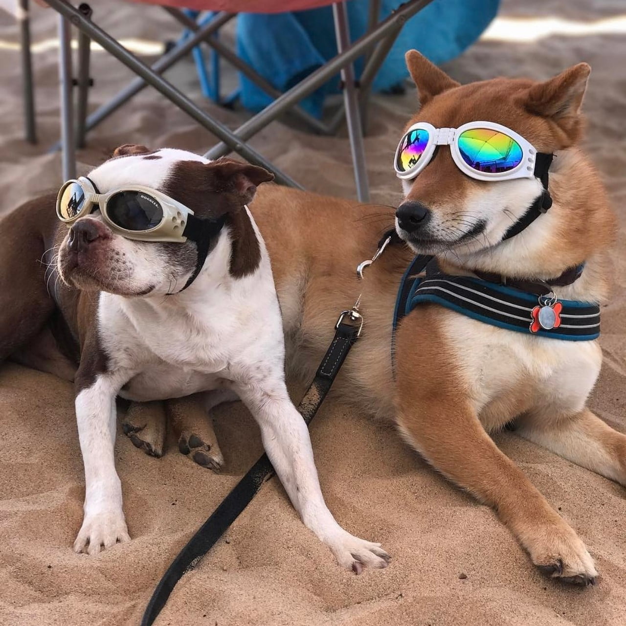 Chú chó đeo kính đi biển