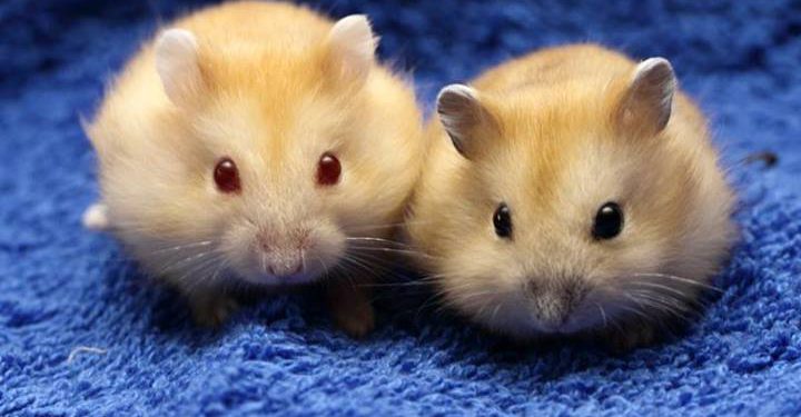 Hình ảnh chuột hamster bất ngờ đắt khách mua dịp Tết Canh Tý