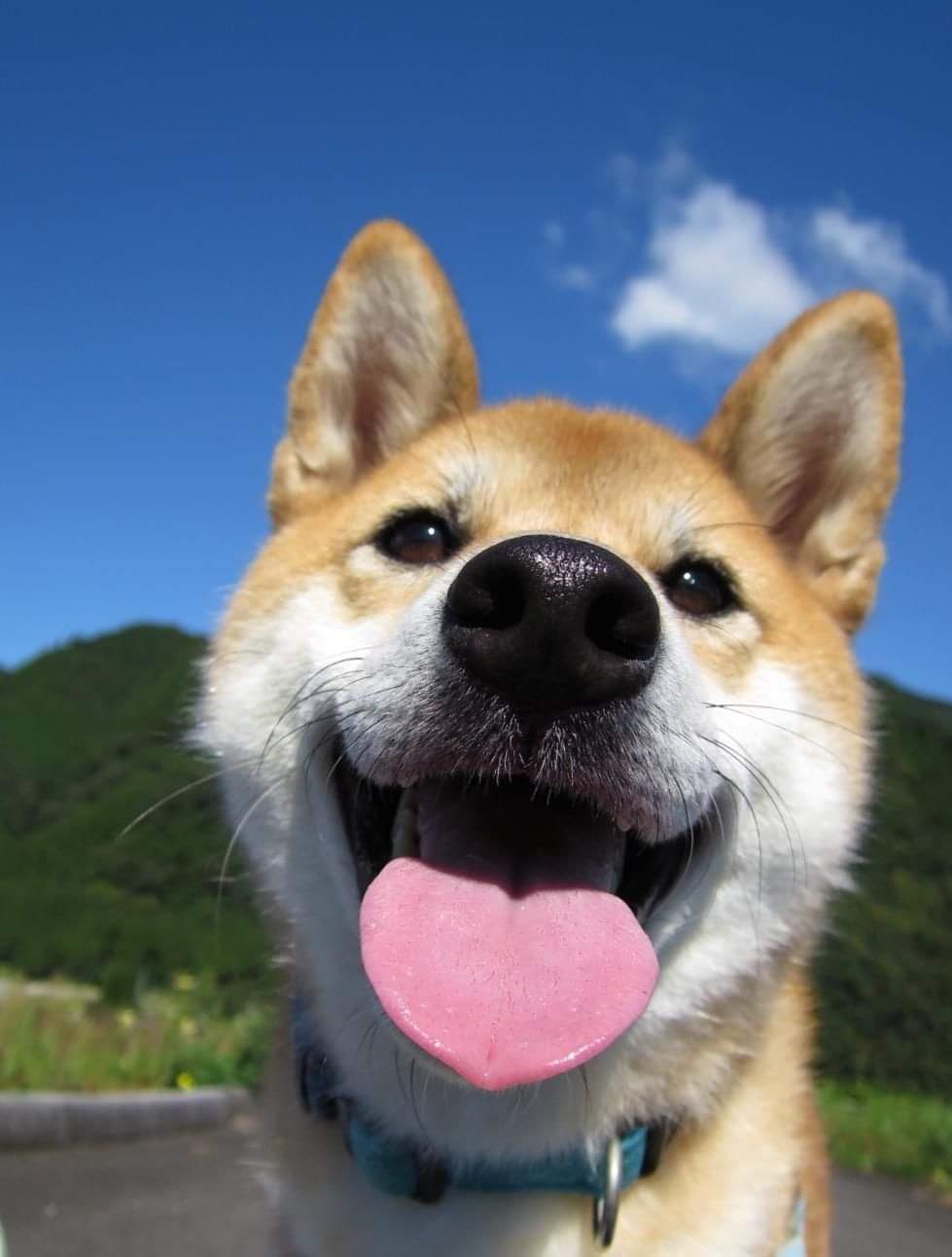 Hình ảnh chó cười nhe răng