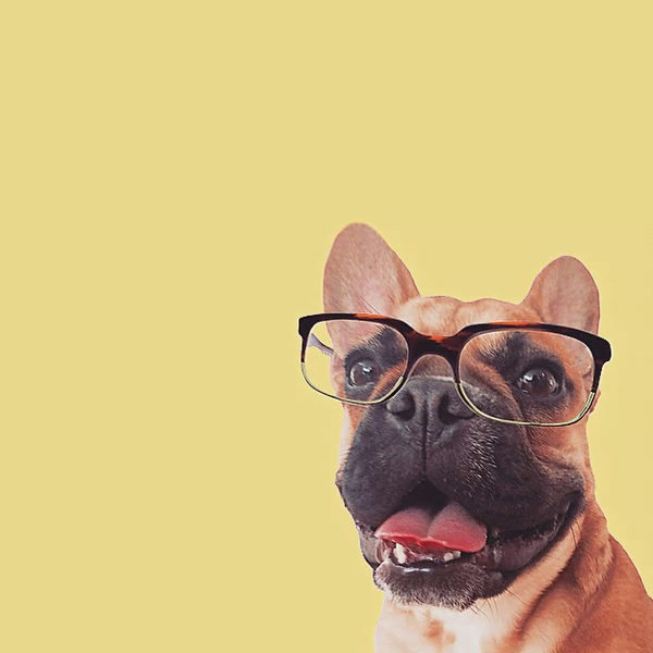 Hình ảnh chó đeo kính cực đẹp