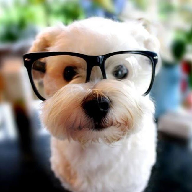 Hình ảnh chó đeo kính cute