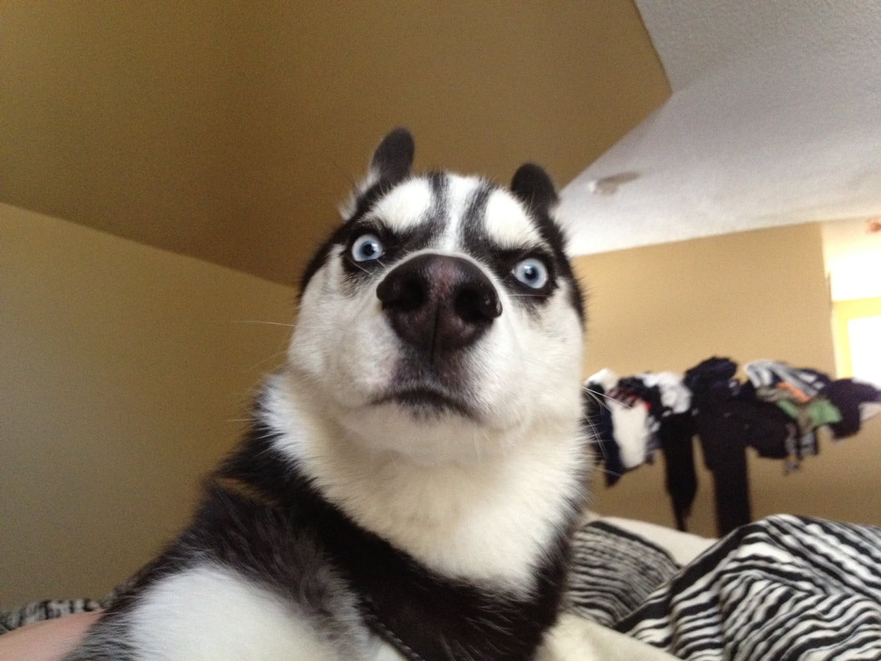 Hình ảnh chó Husky siêu bựa