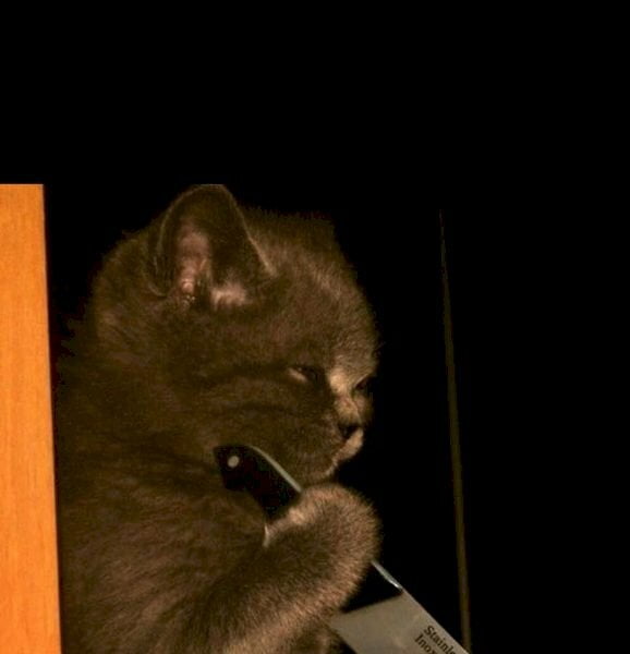 Hình meme mèo cầm dao siêu hài