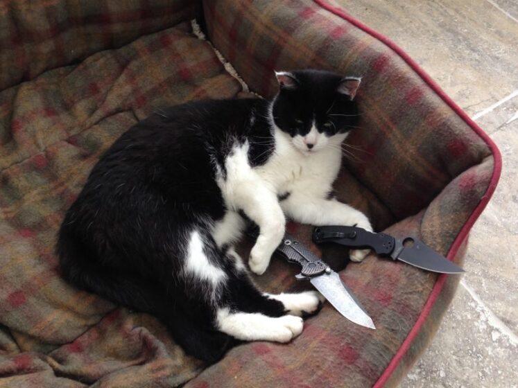 Hình mèo cầm dao siêu hài