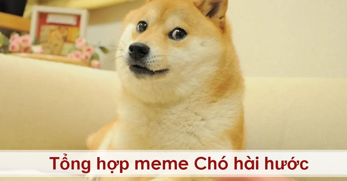 Tổng hợp 99+ Meme chó hài hước, meme chó cute và bựa nhất - Chăm ...