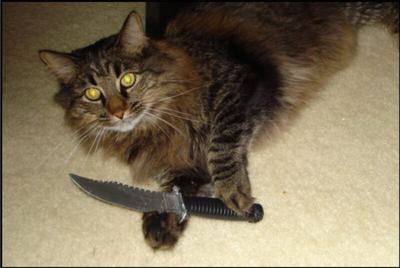 Meme mèo cầm dao hài nhất