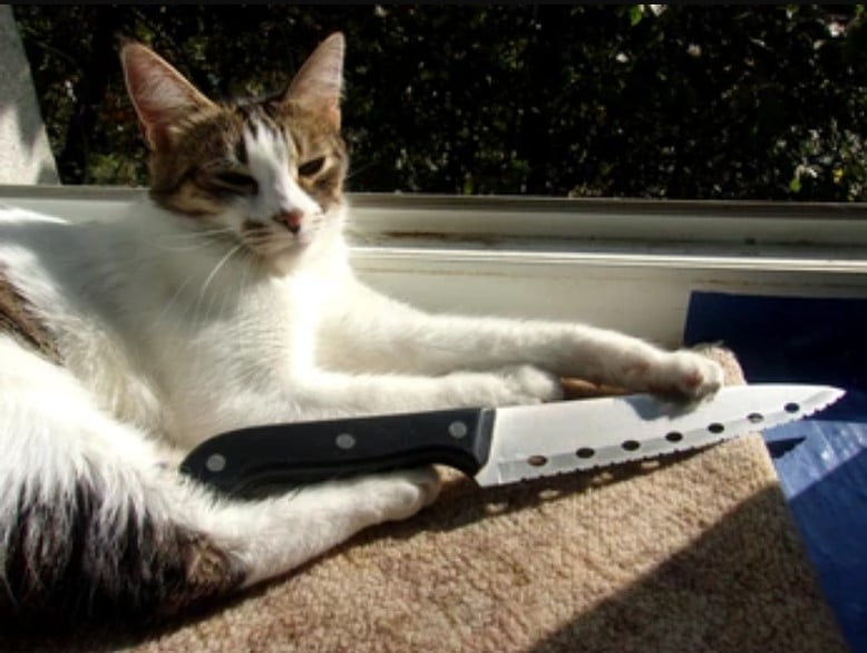 Meme mèo cầm dao siêu hài