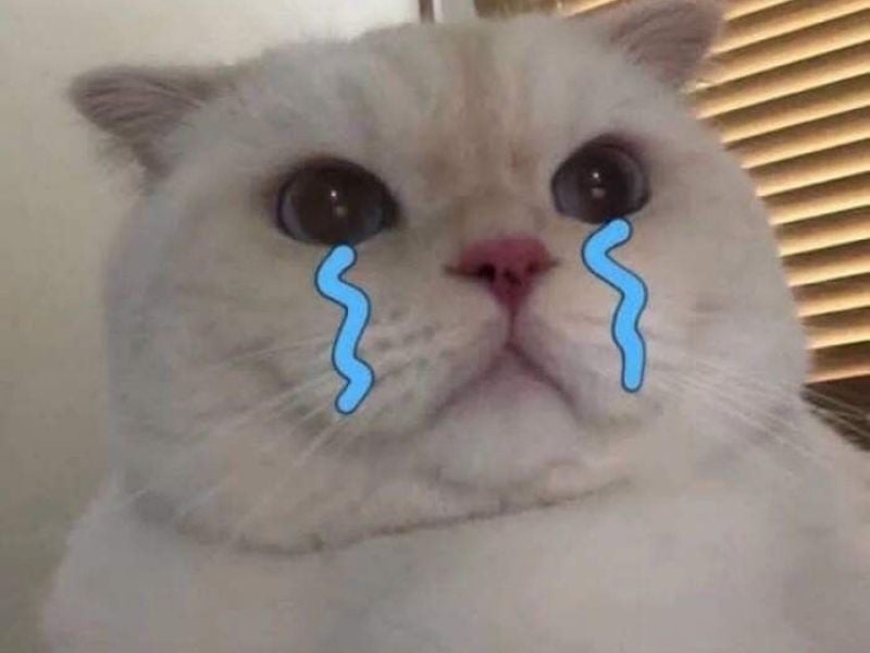 Hình ảnh mèo khóc cute 