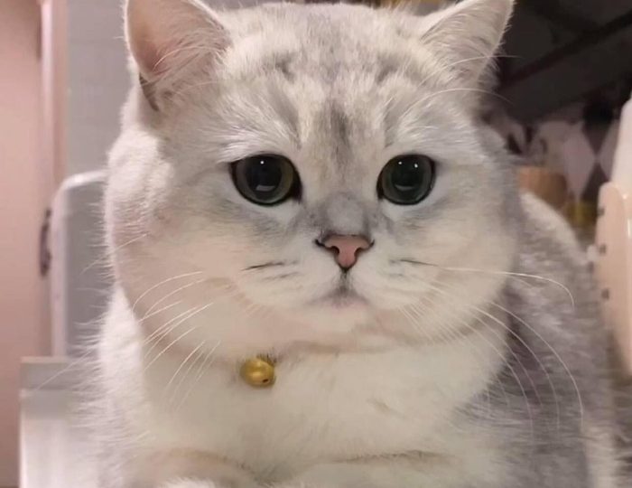 Mèo Anh Lông Ngắn Màu Silver - Thông Tin, Tính Cách Và Giá Bán - Chăm Sóc  Thú Cưng