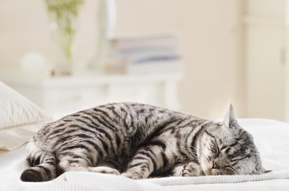 Mèo bị tiêu chảy nhưng vẫn ăn uống bình thường có cần phải đến thú y không?