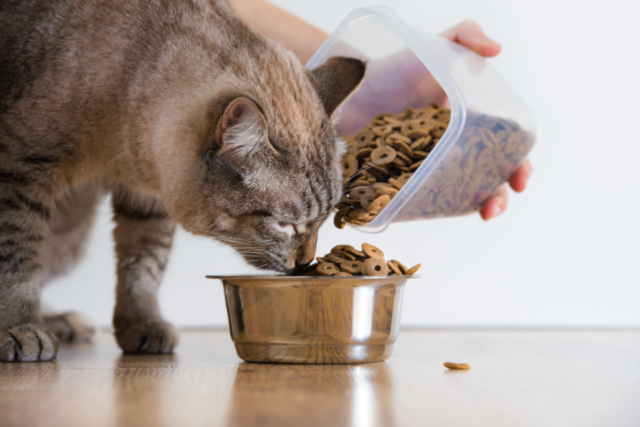 Mèo bị tiêu chảy nhưng vẫn ăn uống bình thường là bị gì?