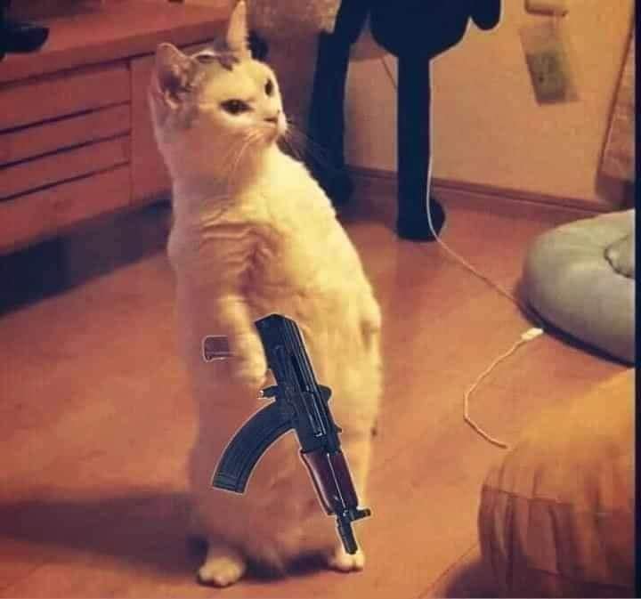 Mèo cầm súng