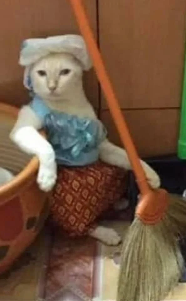 Mèo mặc quần áo cầm chổi như bà nội trợ