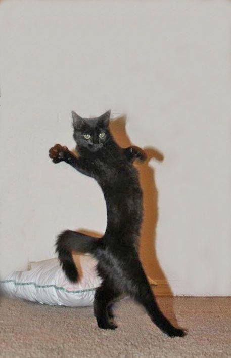 Mèo múa võ