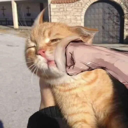 Mèo vàng bị đấm vào mặt khuôn mặt rất phê