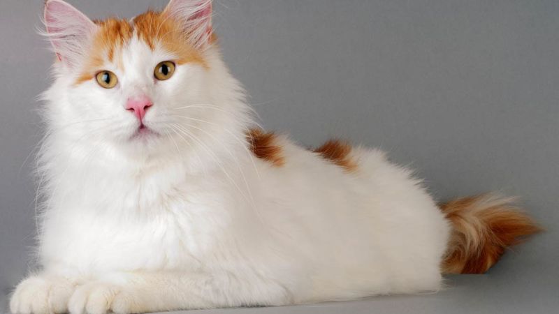 Mèo Van có hình dáng cân đối và khỏe mạnh