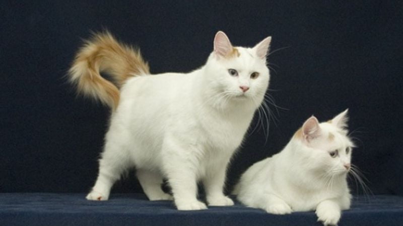 Mèo Van Thổ Nhĩ Kỳ có tính cách nhiệt tình và rất năng động