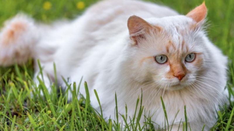 Mèo Van Thổ Nhĩ Kỳ với bộ lông dài đáng yêu
