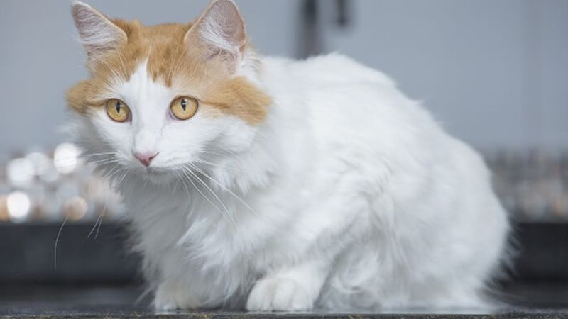 Nhiều người chọn mèo Van Thổ Nhĩ Kỳ làm thú cưng