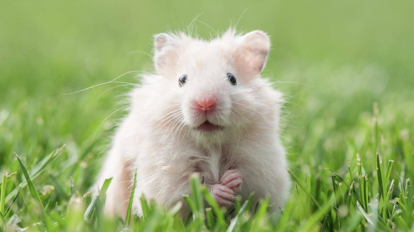 Chuột Hamster là vật nuôi phổ biến và đáng yêu.