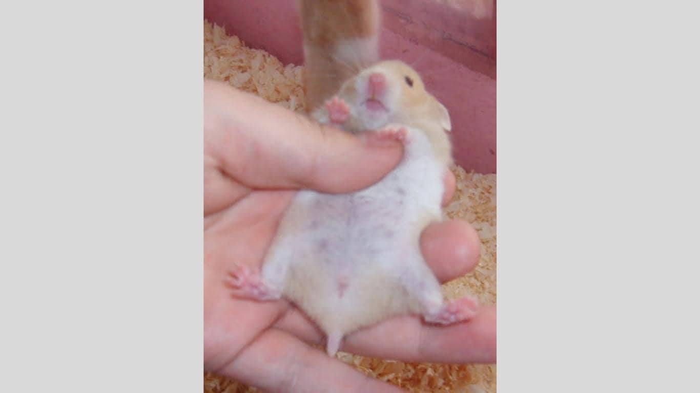 Cách phân biệt hamster đực và cái Hamster Baby