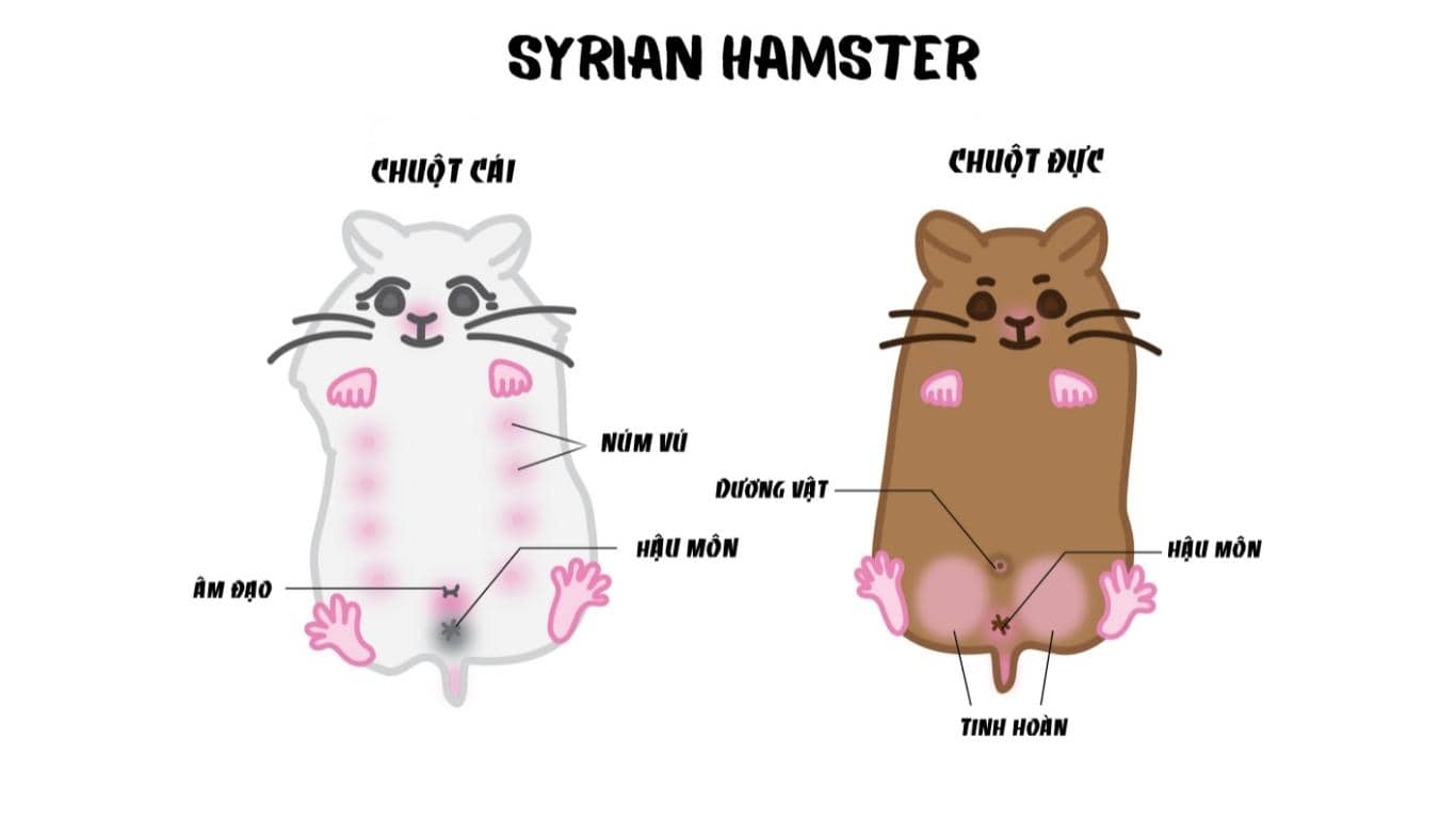 Cách phân biệt hamster đực và cái Hamster Bear