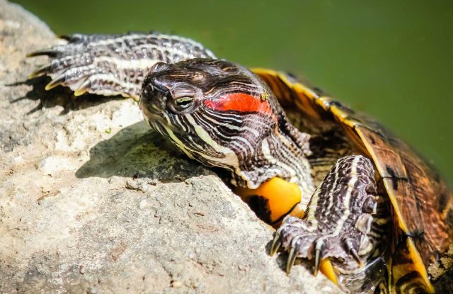 Tại sao rùa tai đỏ lại bỏ ăn vào mùa hè?