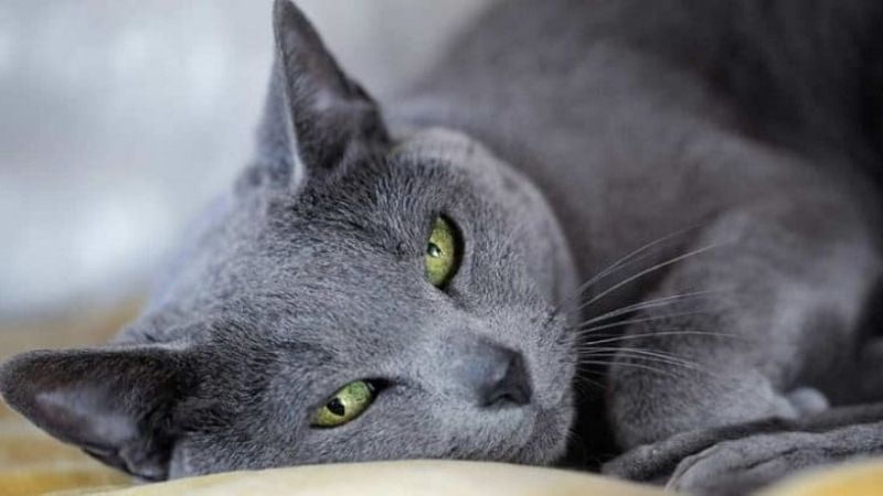Nguồn gốc xuất xứ của mèo Nga vẫn còn nhiều tranh cãi