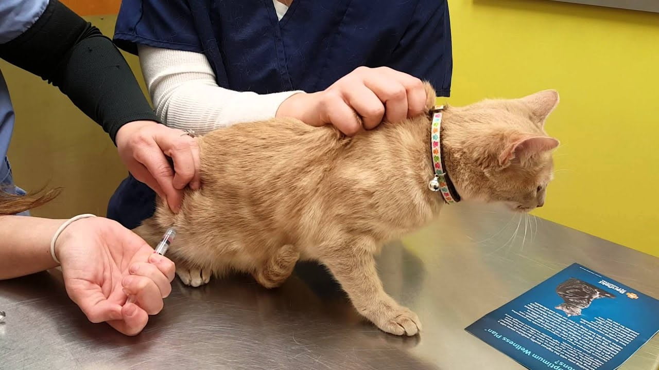 Vacxin về 4 bệnh ở trên mèo - Faculty of Veterinary Medicine