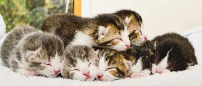 7 Cách chăm sóc mèo con không phải ai cũng biết – Ohmypet Petshop