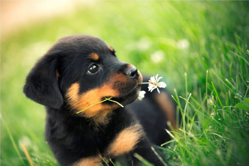 Ảnh chó cute miệng ngậm bông hoa