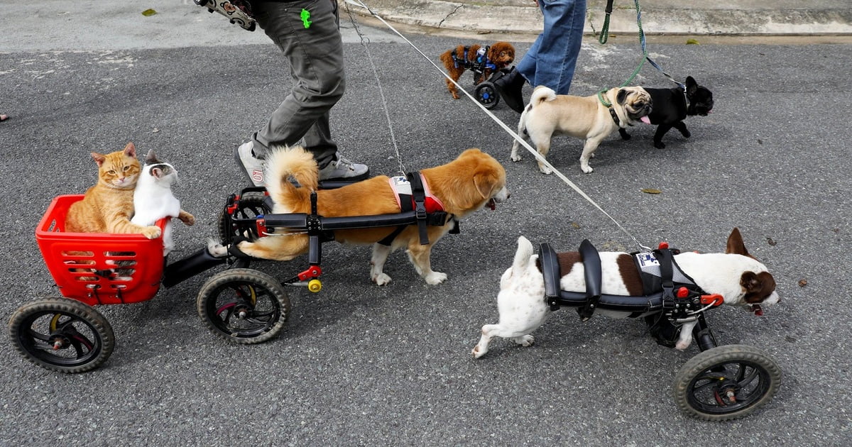 Cặp đôi vợ Việt chồng Tây chế tạo xe lăn cho hàng trăm chó mèo khuyết tật |  Báo Dân trí