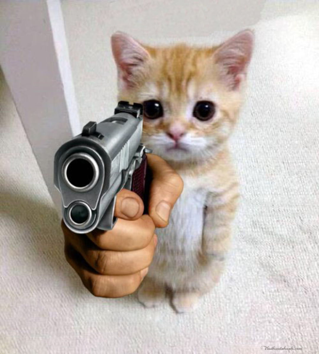Mèo cầm súng: Bạn đã từng thấy một chú mèo đeo khẩu trang cầm súng chưa? Hãy cùng đến với hình ảnh vô cùng hấp dẫn này, khiến bạn không thể rời mắt khỏi chú mèo tinh nghịch này.