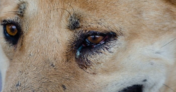 cách điều trị khi chó bị chảy nước mắt