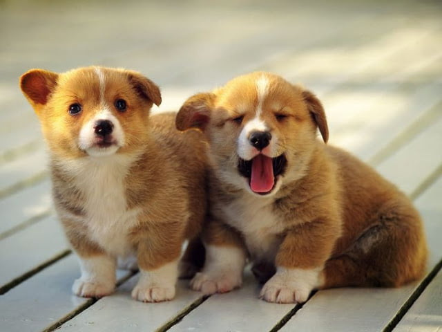 Hình ảnh cặp chó dễ thương
