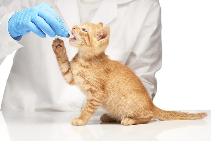 Mắt mèo bị kéo màng trắng: Nguyên nhân và cách chữa trị